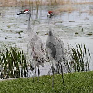 Sandhill Cranes