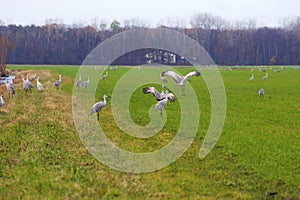 Sandhill Cranes 800399