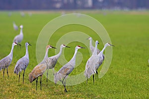 Sandhill Cranes   800460