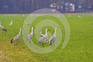 Sandhill Cranes   800475