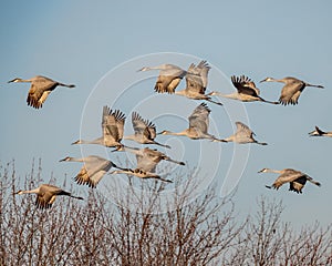 Sandhill Cranes in the afternoon sun