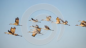 Sandhill Cranes in the afternoon sun