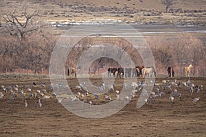 Sandhill Cranes Along Yampa River