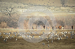 Sandhill Cranes Along Yampa River