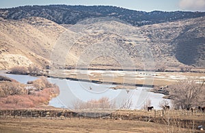 Sandhill Cranes Along Yampa River