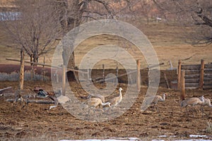 Sandhill Cranes Along Yampa River