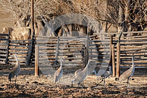 Sandhill Cranes Along Yampa River