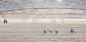 Sandhill cranes birds forage agriculture pasture photo