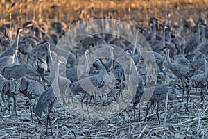 Sandhill Cranes at Bosque del Apache National Wildlife Refuge, Nevada photo