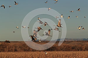 Sandhill Crane Bosque del Apache Wildlife Reserve,New Mexico, USA photo