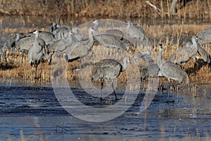 Sandhill Crane Bosque del Apache Wildlife Reserve,New Mexico, USA photo