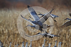 Sandhill Crane Bosque del Apache Wildlife Reserve,New Mexico, USA photo