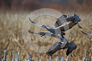 Sandhill Crane Bosque del Apache Wildlife Reserve,New Mexico, USA photo