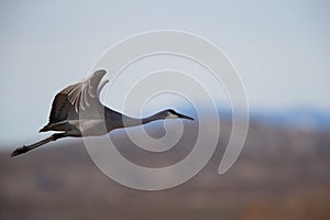 Sandhill Crane Bosque del Apache Wildlife Reserve,New Mexico, USA photo