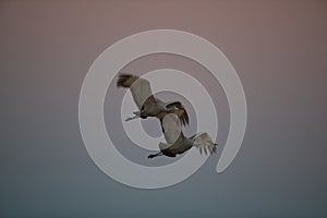 Sandhill Crane Bosque del Apache Wildlife Reserve,New Mexico, USA photo