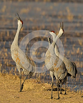 Sandhill Cranes call to each other during winter migration