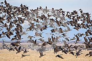 Migrating Greater Sandhill Cranes and Canada Geese in Monte Vista, Colorado photo