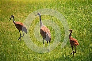 Sandhill Cranes with chick