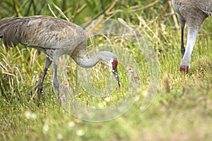 Sandhill cranes with chicks at a swamp, Orlando Wetlands Park. photo