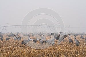 Sandhill Cranes in a corn field near the Platte River