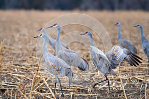 Sandhill Cranes in a Cornfield During Spring Migration
