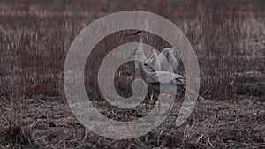 Sandhill Cranes courtship dancing ritual at dusk