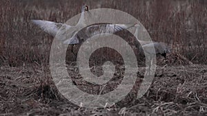 Sandhill Cranes courtship dancing ritual at dusk