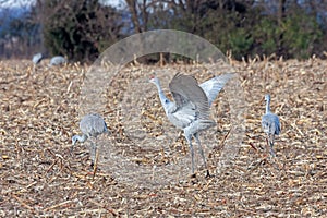 Sandhill Cranes Dance in a Cornfield