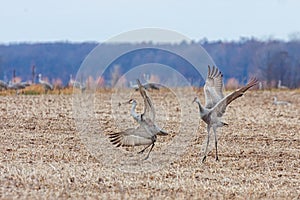 Sandhill Cranes Dance With Each Other