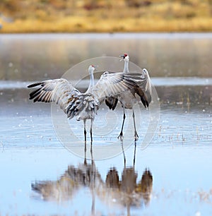 Sandhill Cranes Dancing photo