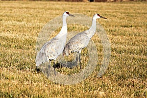 Sandhill Cranes - Dirty Beaks