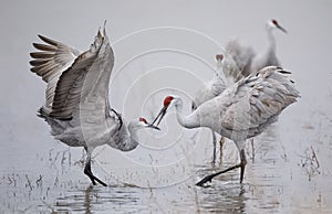 Sandhill Cranes displaying and dancing at dawn - New Mexico