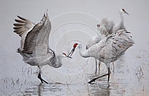 Sandhill Cranes displaying and dancing at dawn - New Mexico photo