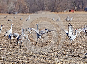 Sandhill Cranes Displaying on a Farm Field