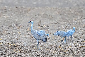 Sandhill Cranes Feeding on Fields