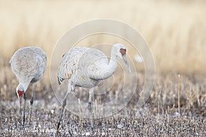 Sandhill cranes feeding in pond