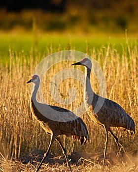 Sandhill Cranes in Field