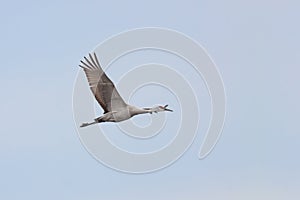 A Sandhill Cranes Flies In Sky