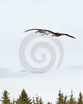 Sandhill Cranes in Flight