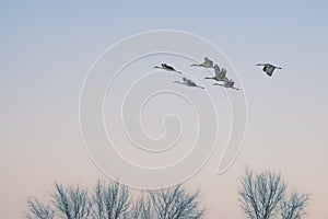 Sandhill Cranes in flight