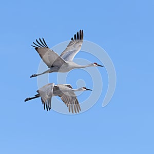 Sandhill Cranes in flight