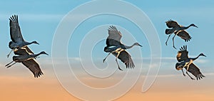 Sandhill Cranes at flight, Bosque del Apache National Wildlife Refuge, Nevada