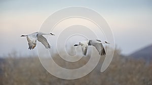 Sandhill Cranes in flight - New Mexico