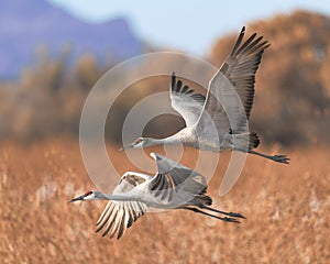 Sandhill cranes in flight over marsh photo