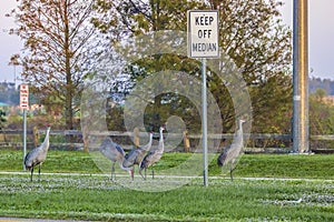 Sandhill Cranes Flock In The Median