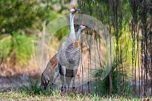 Sandhill cranes in Florida.