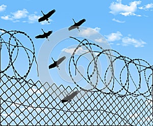Sandhill cranes fly over a broken prison fence and broken razor wire