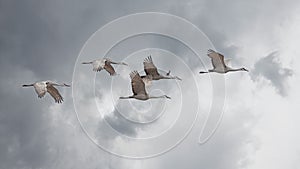 Sandhill Cranes Fly in Skein Formation