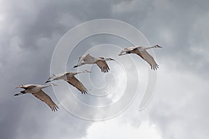 Sandhill Cranes Fly from Storm Clouds