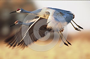 Sandhill cranes flying with blue sky and mountains in background